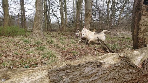 Dog running in a forest