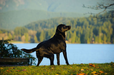 Black labrador standing by river against mountains