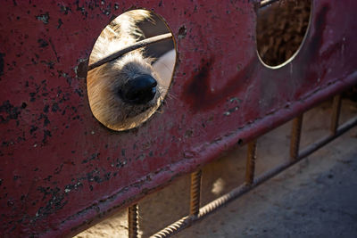 Close-up of a dog on metal wall