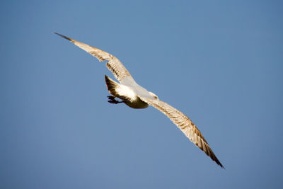 Low angle view of eagle flying against clear blue sky
