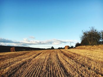 Scenic view of agricultural field against blue sky