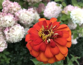 Close-up of orange flower in park