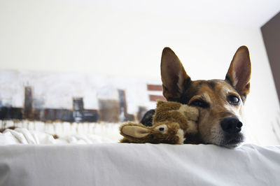 Close-up portrait of dog on bed