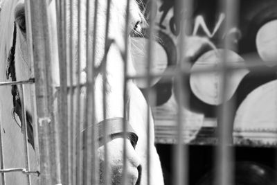 Close-up of metal fence against wall