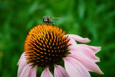 Close-up of insect on pink flower