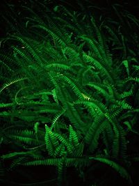 Full frame shot of green leaves