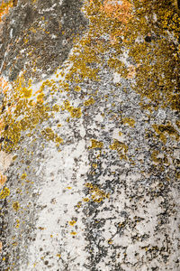 Full frame shot of lichen on rock