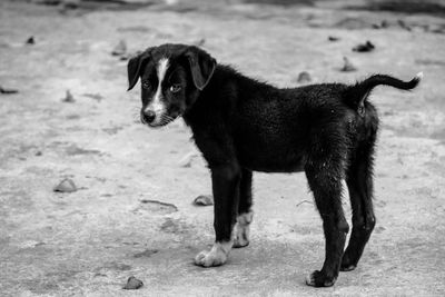 Portrait of a street puppy