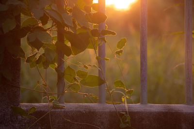 Close-up of plants against sky during sunset