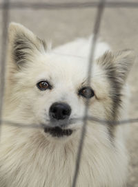 Close-up portrait of a dog