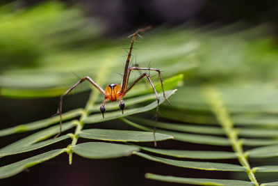 Close-up of insect on plant