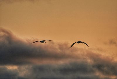 Low angle view of bird flying in sky