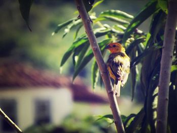 Bird perching on tree trunk