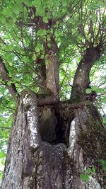 Low angle view of tree in forest