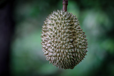 Close-up of plant against blurred background