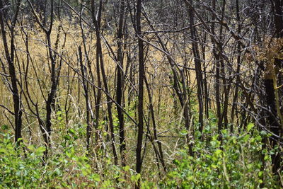 Bare trees in forest