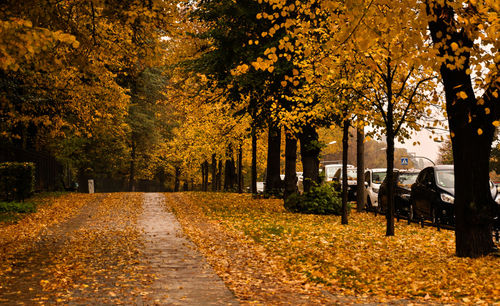 Footpath amidst trees in park during autumn