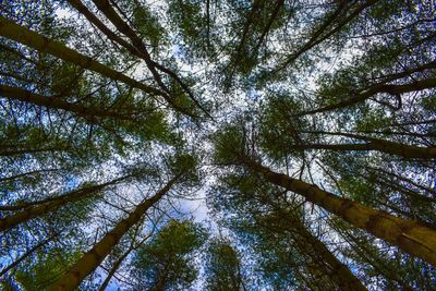 Low angle view of bamboo trees in forest