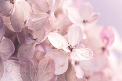 Close-up of pink hydrangea flowers