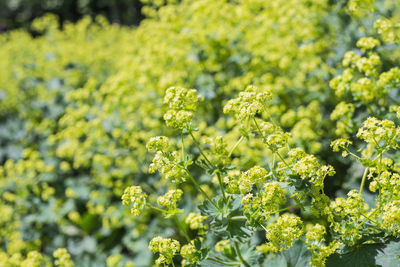 Close-up of white flowering plant on field