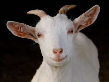 Close-up portrait of white rabbit