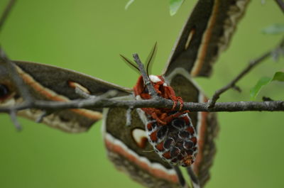 Close-up of insect on plant