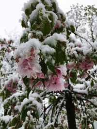 Close-up of snow on tree