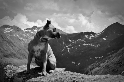 Dog looking at mountain range