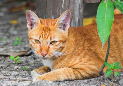 Close-up portrait of a cat