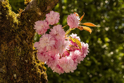 Close-up of butterfly pollinating on pink flower