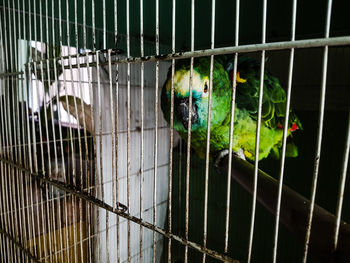 Bird in cage