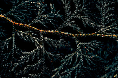 Detail shot of ropes