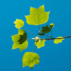 Low angle view of leaves against clear blue sky