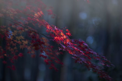 Close-up of red maple leaves on tree