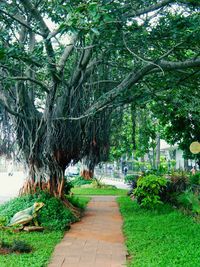 Narrow pathway along trees in park