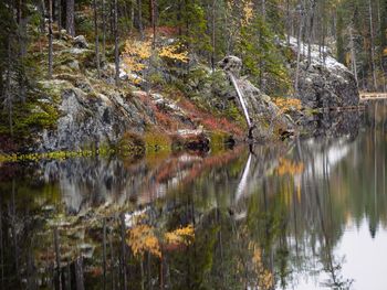 Reflection of trees in lake