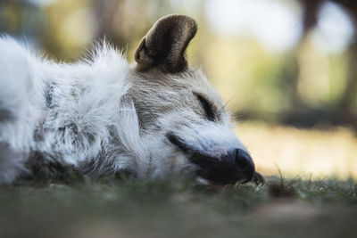 Close-up of dog sleeping in the field