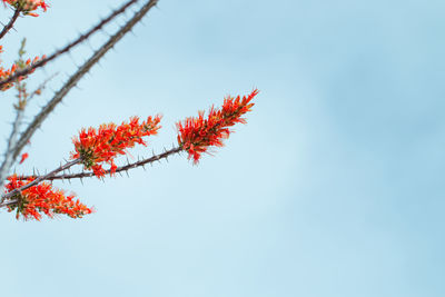 Ocotillo in bloom with orange flowers against blue sky