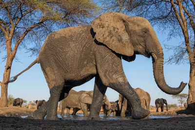 Elephant standing on field