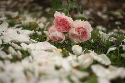 Close-up of pink roses on field