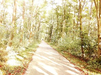 Road amidst trees in forest