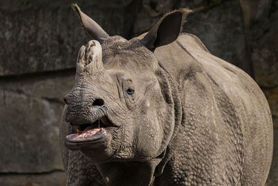 Close-up of rhinoceros standing against rocks in zoo