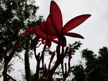 Low angle view of red flowering plant against sky