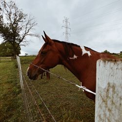 Horse standing in field against sky