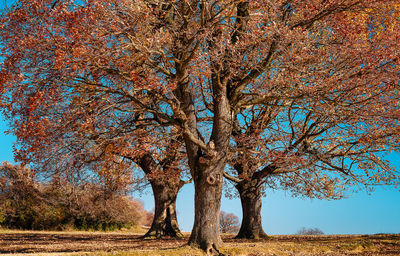 Three tees on field against sky during autumn