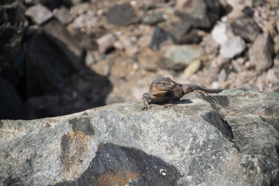 Close-up of lizard on rock