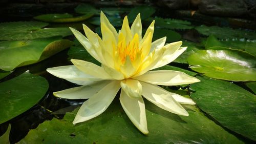 Close-up of lotus water lily in pond