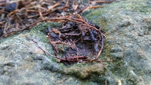 Close-up of dry leaves on tree trunk