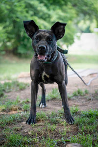 An excited black lab with its ears standing up after jumping.