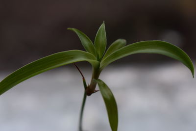 Close-up of plant growing outdoors